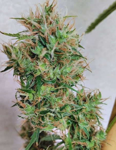 Papúa Nueva Guinea Regular Seeds (ACE Seeds) 🌴 Tropical