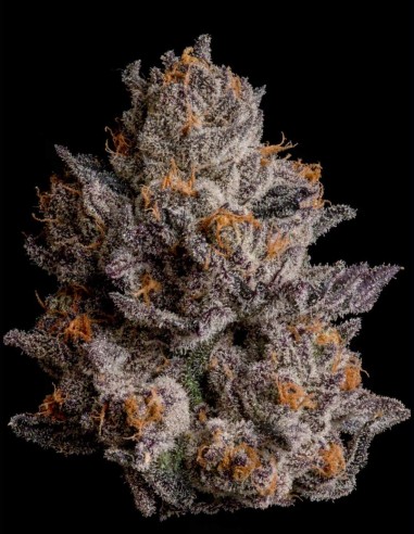 Black Orchard Seeds (Wizard Trees) 🔮 Purple Frost