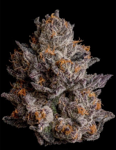 Black Orchard Seeds (Wizard Trees) 🔮 Purple Frost
