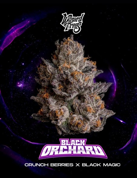 Black Orchard Seeds (Wizard Trees) 🔮 Purple Frost
