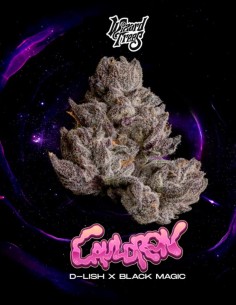 Cauldron Seeds (Wizard Trees) ✨ Black Magic Hybrid