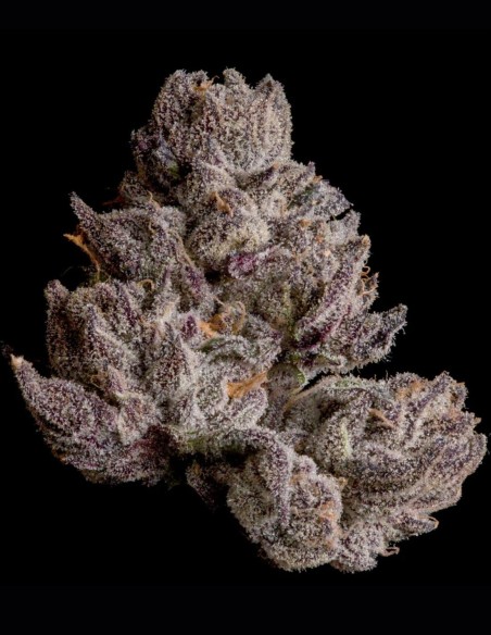 Cauldron Seeds (Wizard Trees) ✨ Black Magic Hybrid