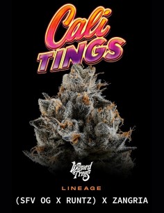 Cali Tings Seeds (Wizard Trees) 💥 OG Candy Power