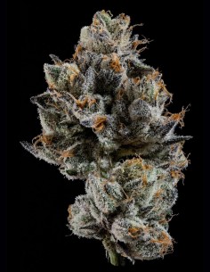 Cali Tings Seeds (Wizard Trees) 💥 OG Candy Power 2