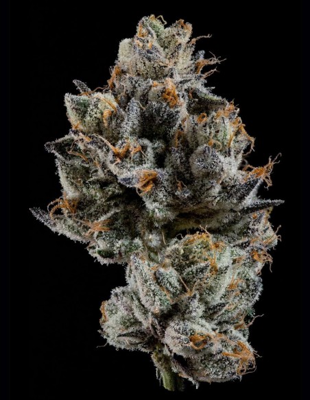 Cali Tings Seeds (Wizard Trees) 💥 OG Candy Power