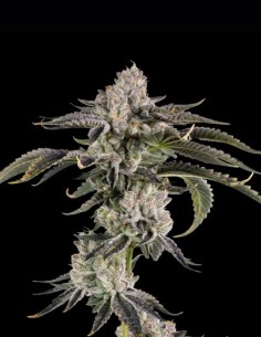Gridlock Seeds (Wizard Trees) 🌿 Heavy OG Hybrid 2