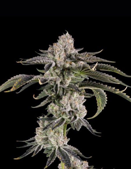 Gridlock Seeds (Wizard Trees) 🌿 Heavy OG Hybrid