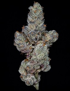 Lemon Fever Seeds (Wizard Trees) 🍋 Citrus Power 2