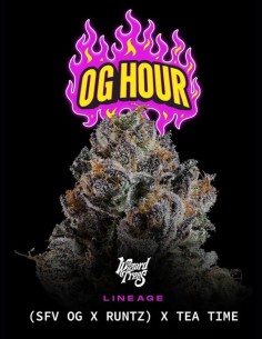 OG Hour Seeds (Wizard Trees) 🍭 Sweet Gas Power