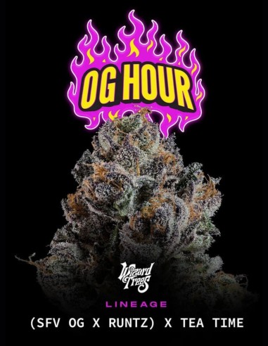 OG Hour Seeds (Wizard Trees) 🍭 Sweet Gas Power