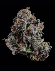 OG Hour Seeds (Wizard Trees) 🍭 Sweet Gas Power 2