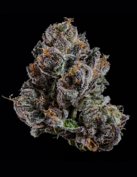 OG Hour Seeds (Wizard Trees) 🍭 Sweet Gas Power
