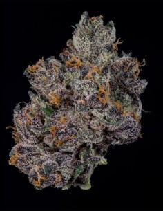 Grand Prixx Seeds (Wizard Trees) 🌿 Exotic Hybrid 2