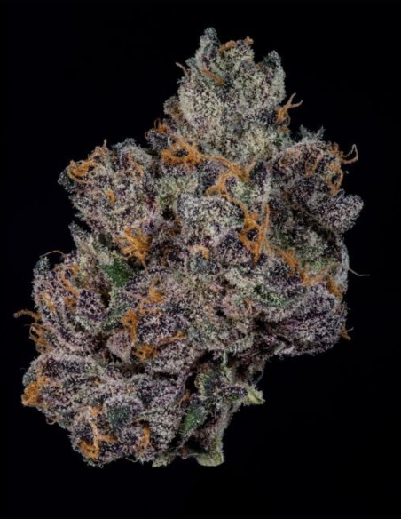 Grand Prixx Seeds (Wizard Trees) 🌿 Exotic Hybrid