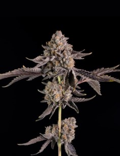 Happy Hour Seeds (Wizard Trees) 🌿 Candy Hybrid 2