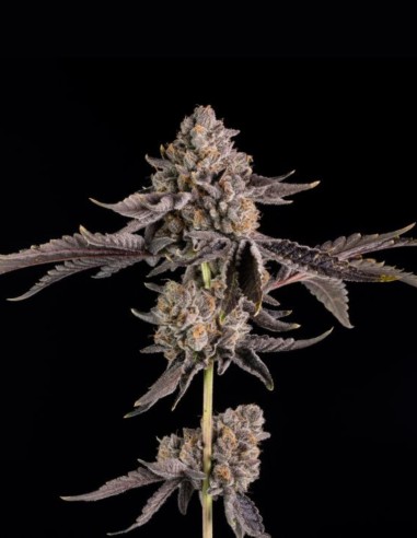Happy Hour Seeds (Wizard Trees) 🌿 Candy Hybrid