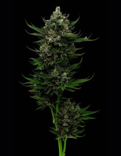 Semillas All Gas OG (Humboldt) 💥 Puro Poder Fuel