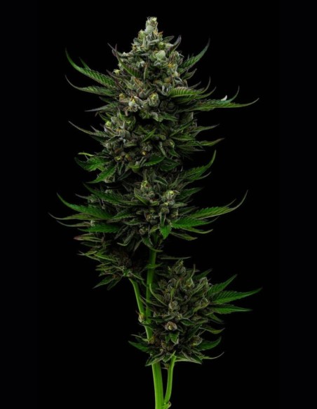 Semillas All Gas OG (Humboldt) 💥 Puro Poder Fuel