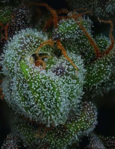 Semillas All Gas OG (Humboldt) 💥 Puro Poder Fuel