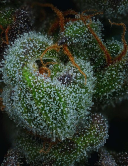 Semillas All Gas OG (Humboldt) 💥 Puro Poder Fuel