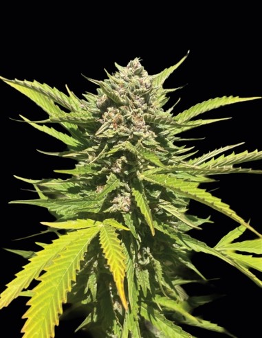 Banana Melt Strain (Humboldt Seed Company) 🍍 Cosechas tropicales