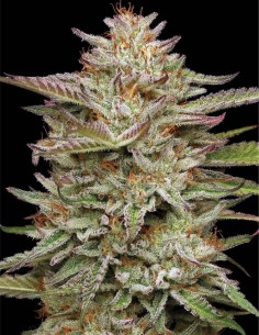 Banana OG (Humboldt Seed Company) 🍌 Rendement élevé et 25 % de THC