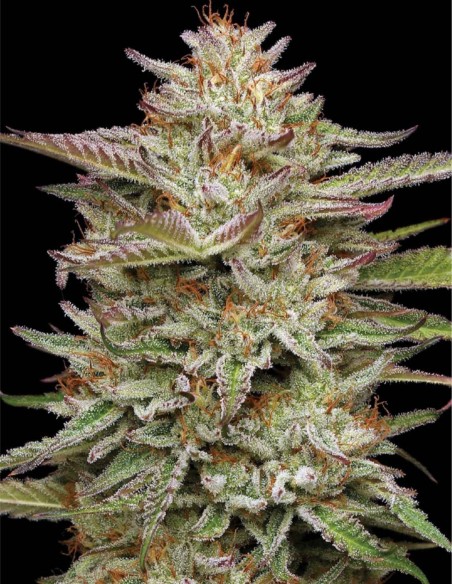 Banana OG (Humboldt Seed Company) 🍌 Alta producción y 25% THC