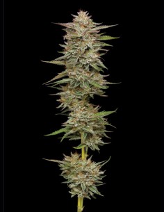 Banana OG (Humboldt Seed Company) 🍌 Rendement élevé et 25 % de THC 2