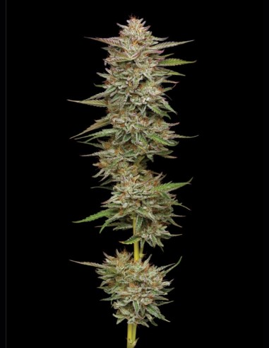 Banana OG (Humboldt Seed Company) 🍌 Alta producción y 25% THC