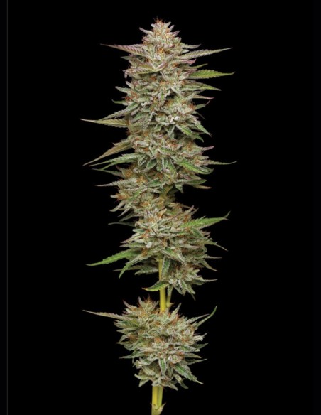 Banana OG (Humboldt Seed Company) 🍌 Alta producción y 25% THC