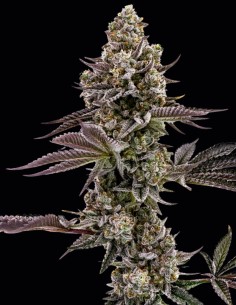 Graines Blueberry Cupcake (Humboldt) 🧁 THC Élevé