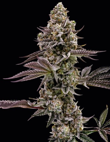 Semillas Blueberry Cupcake (Humboldt) 🧁 Alto THC