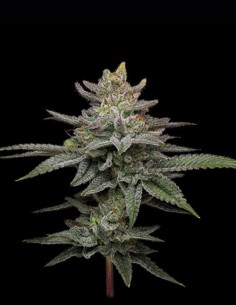Graines Blueberry Cupcake (Humboldt) 🧁 THC Élevé 2