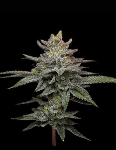 Semillas Blueberry Cupcake (Humboldt) 🧁 Alto THC