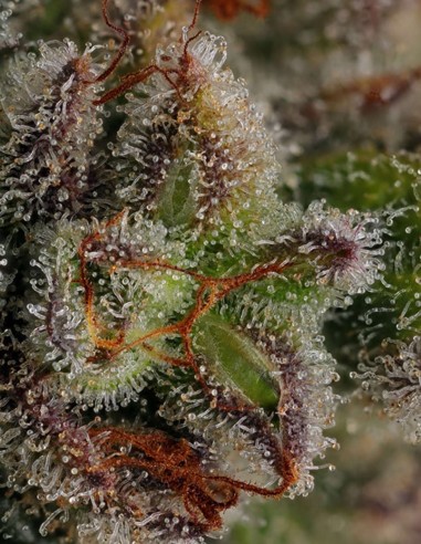 Semillas Blueberry Cupcake (Humboldt) 🧁 Alto THC