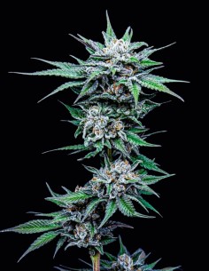 Blueberry Pancakes Seeds (Humboldt) 💥 31% THC