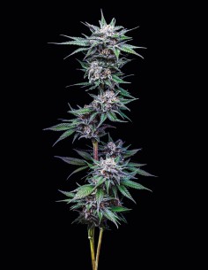 Blueberry Pancakes Seeds (Humboldt) 💥 31% THC 2
