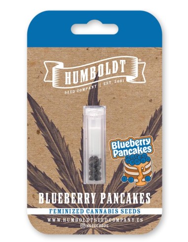 Blueberry Pancakes Seeds (Humboldt) 💥 31% THC