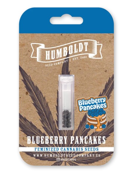 Blueberry Pancakes Seeds (Humboldt) 💥 31% THC