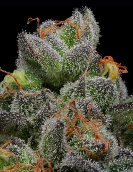 California Cream Seeds (Humboldt) 🧁 25% THC Sweet