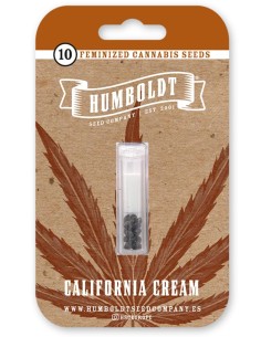 California Cream Seeds (Humboldt) 🧁 25% THC Sweet 2