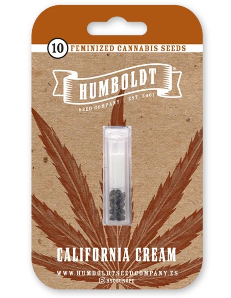 California Cream Seeds (Humboldt) 🧁 25% THC Sweet