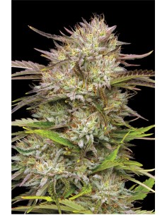 California Haze (Humboldt Seed Company) 🍋 Explosion Sativa aux Agrumes
