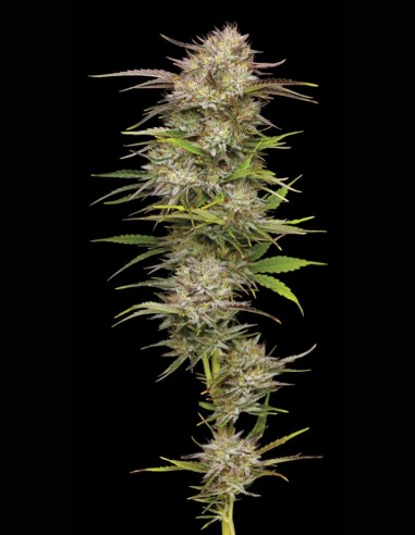 California Haze (Humboldt Seed Company) 🍋 Zitrus-Sativa-Kick
