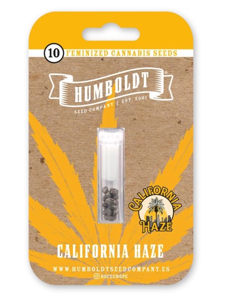 California Haze (Humboldt Seed Company) 🍋 Zitrus-Sativa-Kick
