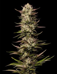 California Octane Seeds (Humboldt) 🌴 Tropical 26% THC