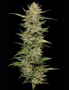 Semillas California Sour Diesel (Humboldt) 💥 Poder Fuel