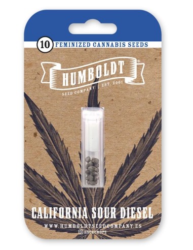 California Sour Diesel Seeds (Humboldt) 💥 Fuel Power