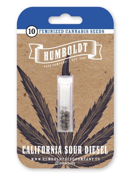 California Sour Diesel Seeds (Humboldt) 💥 Fuel Power