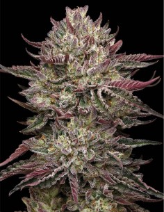 Graines Chicken n’ Wafflez (Humboldt) 🧇 Hybride Exotique